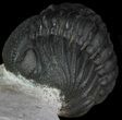 Bargain, Enrolled Morocops Trilobite - Foum Zguid, Morocco #68754-4